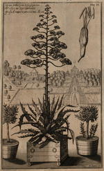 Vorschaubild von Kupferstich "Die zu Gottorp im Schloss-garten Anno 1705. im Sept. blühende grosse AMERICANISCHE ALOE"